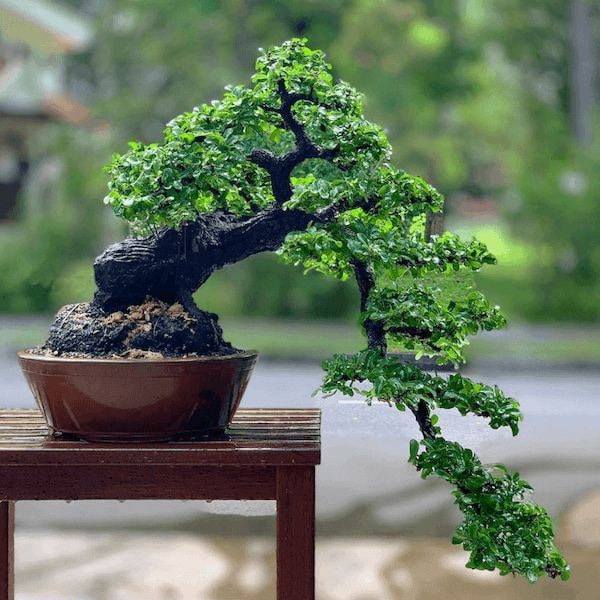 Chậu cây thác đổ Bonsai