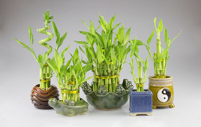 Mua quà tân gia nhà mới chậu cây phát lộc phát tài