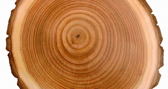 Cây gỗ được cắt theo mặt ngang