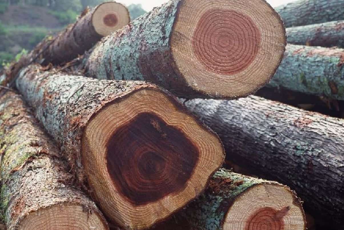 Gỗ gụ với sự biến đổi màu theo thời gian khác biệt