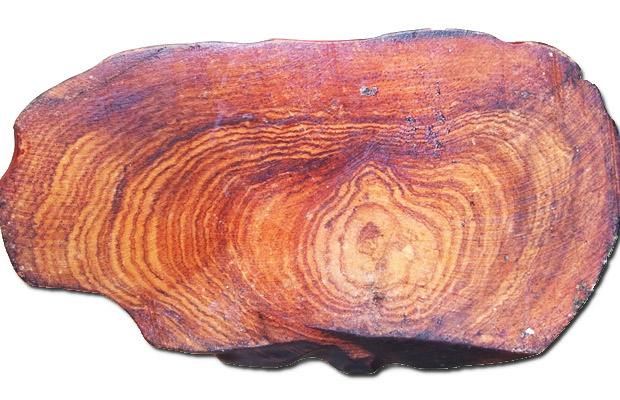 Gỗ trắc được đánh giá cao về độ bền